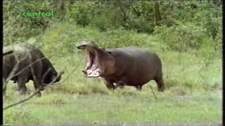 Hippo vs Cape Buffalo [upl. by Babb491]