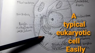 How to draw Typical eukaryotic cell diagram very easy way pencil drawing [upl. by Anitak698]