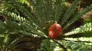 The Garden Gurus  Growing Cycads [upl. by Odiug]