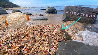 Finding micro seashells in piles of billions High tide beach combing in Australia Giveaway winner [upl. by Brandt]