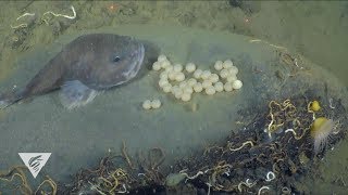 Brooding blob sculpin [upl. by Henning]