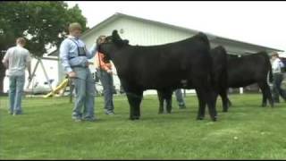 Fitting and Showing Angus Cattle Part 2 [upl. by Noslrac]