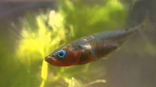 Male 3 Spined Stickleback in Breeding Colours [upl. by Raymond469]