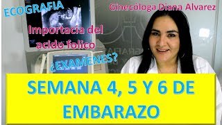 😍EMBARAZO SEMANA a SEMANA PRIMER MES DE EMBARAZO SEMANAS 4 A 7 por GINECOLOGA DIANA ALVAREZ [upl. by Ronny91]