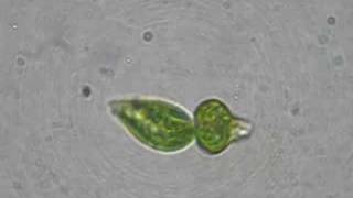 Binary fission Euglena [upl. by Glynis29]