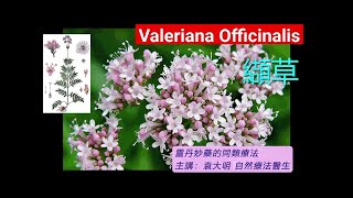 《靈丹妙藥的同類療法》 EP198  纈草 Valeriana Officinalis [upl. by Nhtanhoj807]