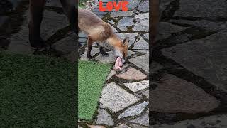 INJURED FOX 🦊🦊FOUND A CHICKEN WING 😋😋NEVER GIVE UP [upl. by Richela]