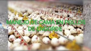 LA CAMA Y SU MANEJO EN POLLOS DE ENGORDE [upl. by Adnola]