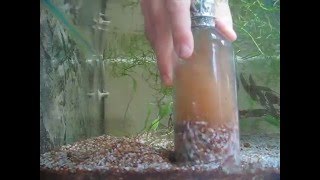 Aquarium gravel cleaning [upl. by Einolem]