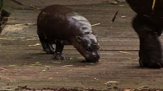 Il bagno del piccolo ippopotamo pigmeo nello zoo in Australia [upl. by Airotciv]