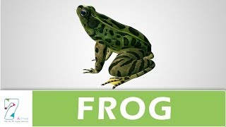 Amazing Explanation Of Frog [upl. by Rabka]