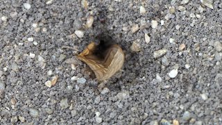 Bigheaded Ants struggle to drag Butterfly wing into nest [upl. by Nwahsor]