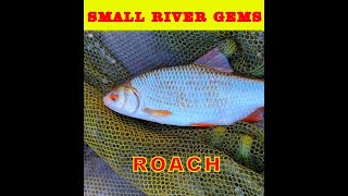 Coarse fishing UK Small river Roach hunt [upl. by Yecam]