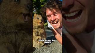 Why Quokkas Are The Happiest Animals On Earth Are They Really [upl. by Akinert]