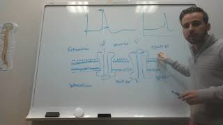 Action Potentials Accommodation and Propagation speed [upl. by Asilana141]