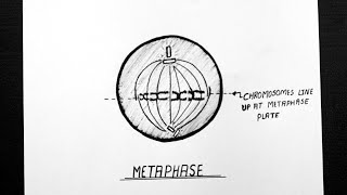 Diagram Of Metaphase  How To Draw Metaphase Diagram  Class 11  Biology [upl. by Gerianna561]