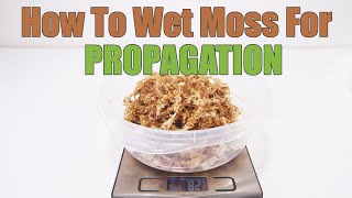 How To Use Sphagnum Moss For Propagation [upl. by Bullen875]