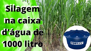 Silagem na caixa dágua de 1000 litros com inaculante [upl. by Adnor]