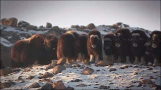 Arctic Wildlife in Greenland [upl. by Ahsertal]