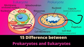 Difference Between  Prokaryotes vs Eukaryotes  Microbiology  Hindi [upl. by Ayitahs724]