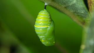 Monarch Butterfly Life Cycle [upl. by Rahmann]