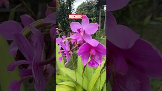 ORCHIDE  OrchidePretty Flowers  Unusual Plantsorchideyoutubeshortsaasamethuli [upl. by Thapa131]