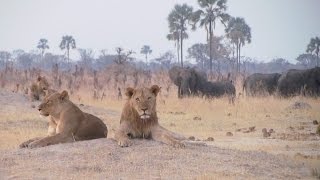 Hwange National Park Zimbabwe [upl. by Airotel]