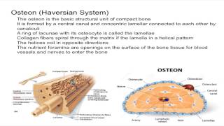 Haversian system Urdu  Hindi medium profmasoodfuzail Components of Haversian system [upl. by Skyla913]