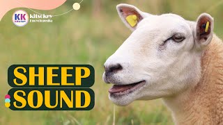 Sheep Sound Sheep baaing the sound of sheep Learn Sheep sounds Sheep Sound effect [upl. by Beatrice514]