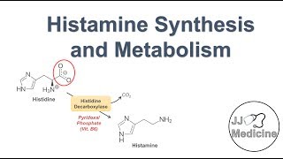 Histamine Synthesis and Metabolism Pathway [upl. by Namyaw]