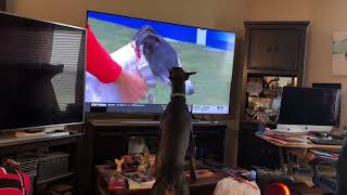 Doberman barking at dogs on TV [upl. by Brock]