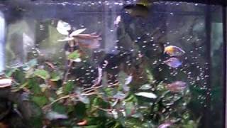 72g Bow Front Aquarium with tropical community fish [upl. by Leafar]