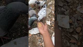 Aaj na Katar Pak kabutarvlog viralvideo kabootarvlogs kabootarvlog birds kabutarkaghar minivl [upl. by Nevi]