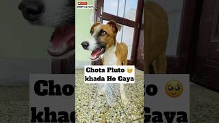 Paralysed Dog Thik Ho Gaya 🥹  448 [upl. by Faustina]