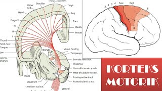 Video 12 Korteks Motorik [upl. by Lietman663]