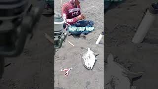 Pompano fishing surffishing mancing short shortvideo pasiran youtubeshorts youtube [upl. by Andrien]