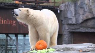 Halloween in Yukon Bay [upl. by Nilad]