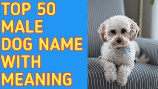 TOP 50 Most Popular Male Dog Names With Meaning  Reine O [upl. by Platas]