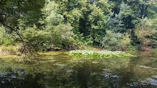 Les 3 Mares  Forêt de Fontainebleau  Parcelle 804  Été [upl. by Litnahc]