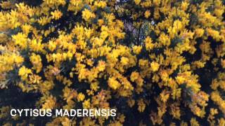 Cytisus maderensis Garden Center online Costa Brava  Girona [upl. by Branscum662]