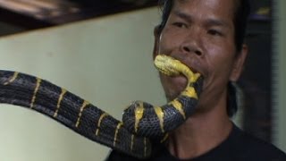 Man Bites Deadly Snake [upl. by Adelia]