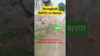 💥 सरन  Stringhalt in Horse  MPD horse equine shorts viralshorts veterinary trending jammu [upl. by Nij436]