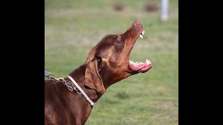 DOBERMANN AGGRESSIVO VS PASTORE TEDESCO [upl. by Evander]