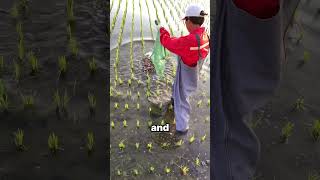 Baby Crabs in Rice Fields A Natural Partnership  STBossEn [upl. by Reiko90]