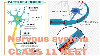 NERVOUS SYSTEM HUMAN PHYSIOLOGY AB ALL IS WELL [upl. by Anauqahs]