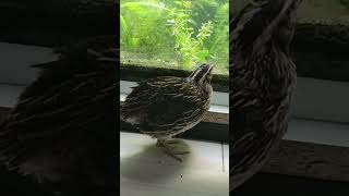 My pet japanese quail  3  coturnix japonica quail petchicken short [upl. by Douville]