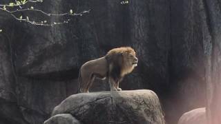 Epic Lion Roar at Lincoln Park Zoo [upl. by Yarazed522]