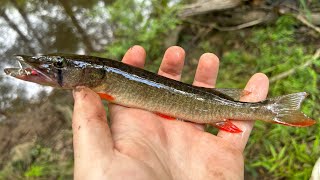 Creek Fishing for Redfin Pike and Warmouth Perch [upl. by Balough]