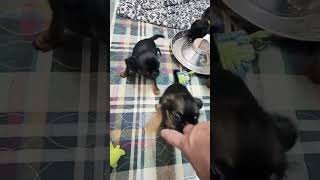 Brussels Griffon puppies 7 weeks old today brusselsgriffon griffon [upl. by Gwen93]