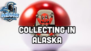 Collecting in Alaska [upl. by Ellehsem]